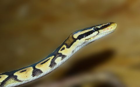 男生梦到蟒蛇是什么意思 男生梦到蟒蛇有什么预兆