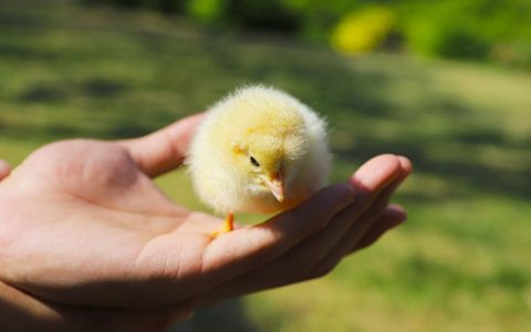 女人梦见小鸡说明什么 女人梦到小鸡有什么预兆