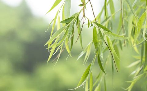 梦见柳树倒了表示什么 梦见柳树倒了是什么意思