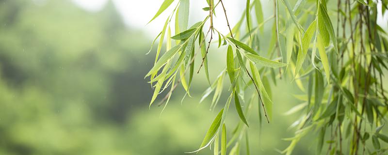 梦见柳树倒了表示什么 梦见柳树倒了是什么意思