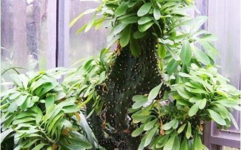 化煞植物有哪些？哪些风水植物有化煞挡煞的作用？-风水学习