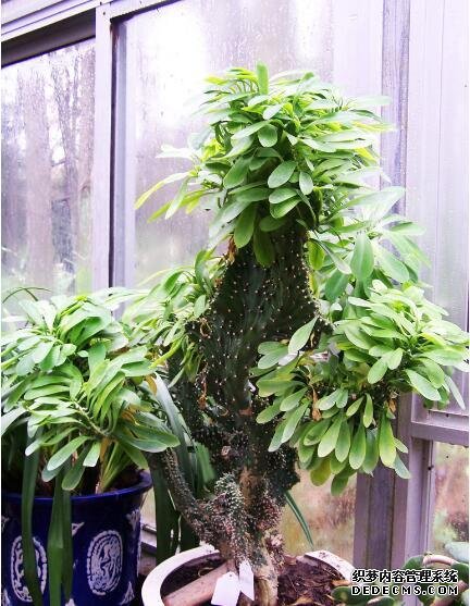 化煞植物有哪些？哪些风水植物有化煞挡煞的作用？-风水学习