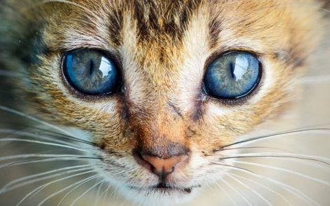 女人梦见猫咬自己是什么意思 梦见猫咬自己预兆什么