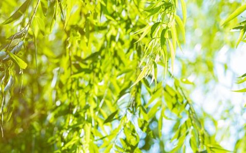 梦见柳树开花预示什么 梦见柳树开花是什么意思
