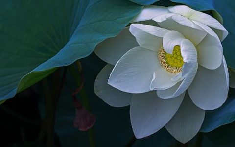 女人梦到莲花什么意思 女人做梦梦见莲花好不好