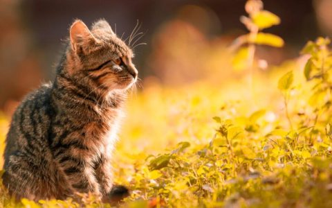 女人梦见自己和猫说话是什么意思 梦见自己和猫说话预兆什么