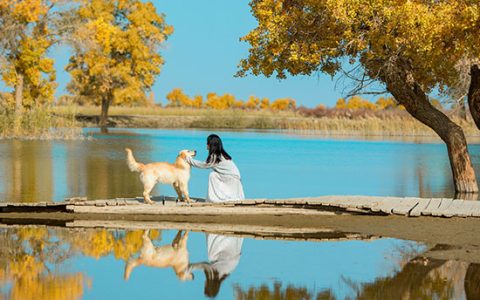 女人梦见两只狗是什么意思 女人梦到两只狗有什么预兆