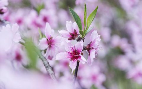 梦见桃花有什么寓意 梦见桃花代表什么预兆