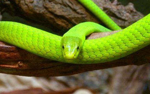 女人梦见一条绿色的蛇是什么意思 梦见一条绿色的蛇预兆什么