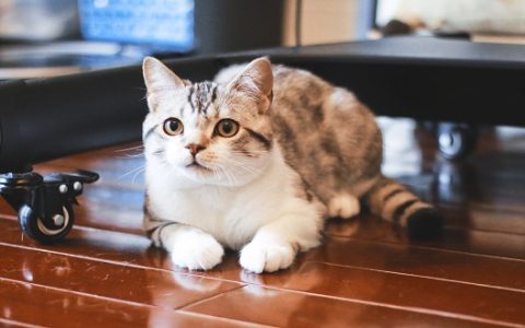 男人做梦猫是什么预兆 男人做梦梦到猫是什么意思