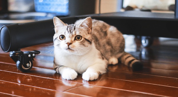 男人做梦猫是什么预兆 男人做梦梦到猫是什么意思