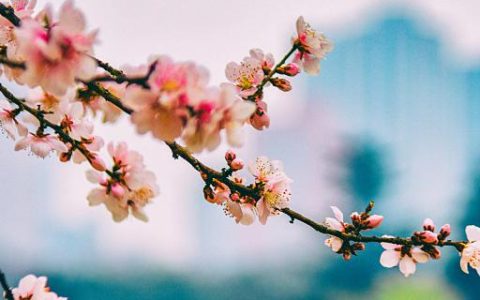梦到树上开了花什么意思 梦到树上开了花有什么预兆