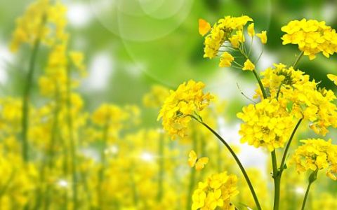梦见黄色花是什么意思 梦见黄色花是什么预兆