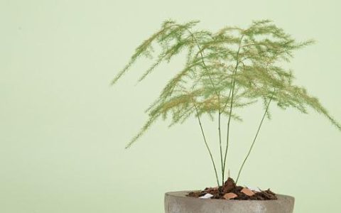 梦见盆栽植物是什么意思 梦见盆栽植物是什么征兆