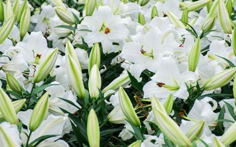 梦见百合花开是什么意思 梦见百合花开代表什么预兆