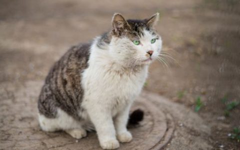 已婚女人梦见猫咬自己是什么意思 梦见猫咬自己预兆什么