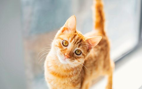 女人梦见自己打猫说明什么 女人梦到自己打猫有什么预兆