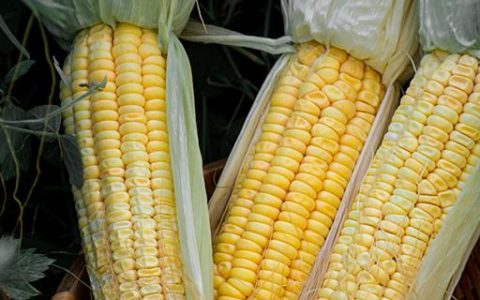 梦到玉米粒啥意思 梦到玉米粒代表什么预兆