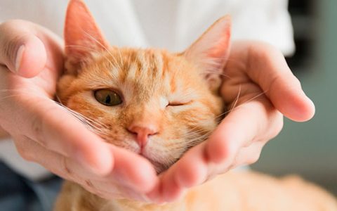 孕妇梦见猫咬自己说明什么 孕妇梦到猫咬自己有什么预兆