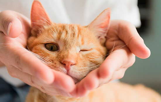 孕妇梦见猫咬自己说明什么 孕妇梦到猫咬自己有什么预兆