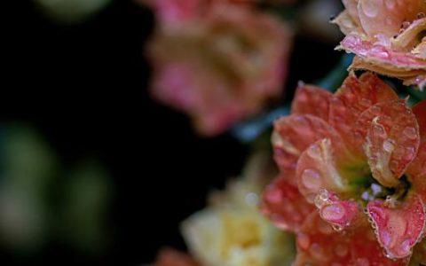 梦到芙蓉花预示什么 梦到芙蓉花意味着什么