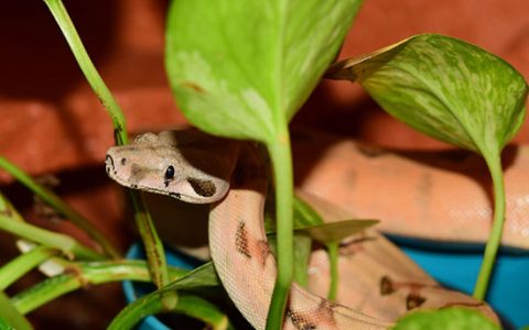 梦到蟒蛇追自己说明什么 梦见蟒蛇追自己有什么预兆