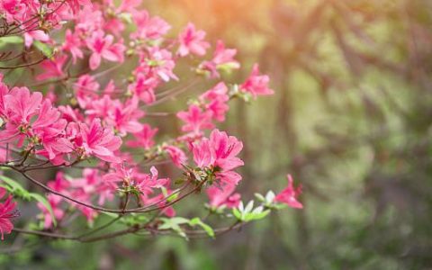 梦见杜鹃花代表什么 梦见杜鹃花意味着什么