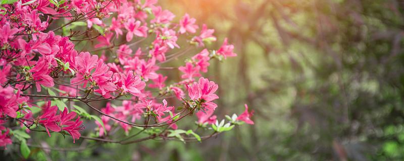 梦见杜鹃花代表什么 梦见杜鹃花意味着什么 