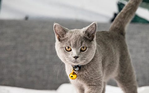 梦见救猫是什么意思 梦到救猫有什么预兆