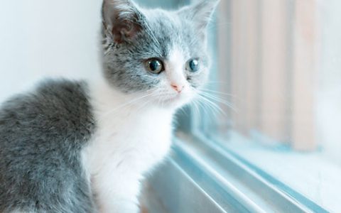 怀孕梦到猫意味着什么 怀孕梦见猫有什么预兆