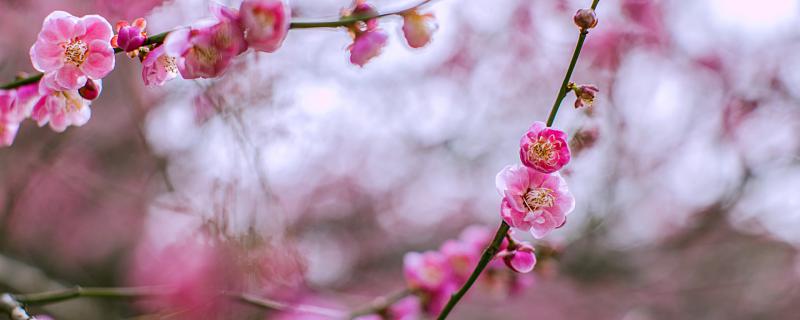 梦见梅树有什么征兆 梦见梅树是什么意思