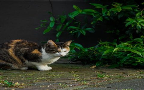 梦见猫跑了是什么意思 梦见猫跑了有什么预兆
