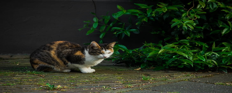 梦见猫跑了是什么意思 梦见猫跑了有什么预兆