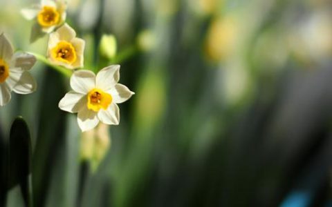 梦见水仙花预示什么 梦见水仙花是什么征兆