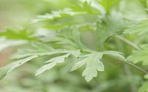 梦见看到羊齿科植物表示什么 梦见看到羊齿科植物是吉还是凶