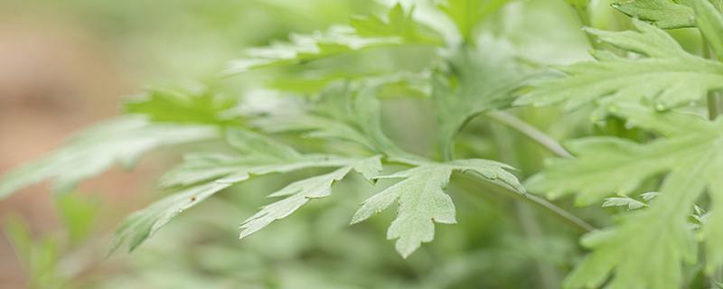 梦见看到羊齿科植物表示什么 梦见看到羊齿科植物是吉还是凶