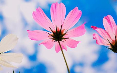 梦见摘花代表什么 梦到摘鲜花有什么征兆