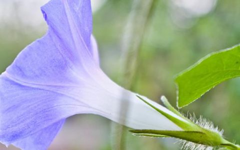 梦见牵牛花是什么意思 做梦梦见牵牛花寓意什么