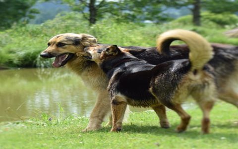 梦见打死恶狗什么预兆 梦见打死恶狗是什么意思