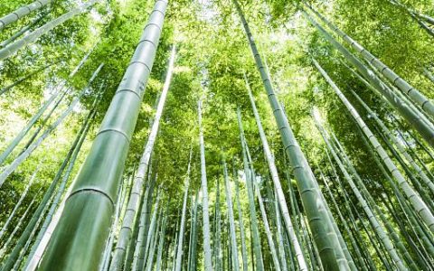 梦见竹子被砍断了是什么意思 梦到竹子断了预兆着什么