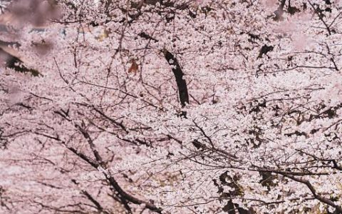 孕妇梦见樱花树代表什么 孕妇梦见樱花树是什么预兆
