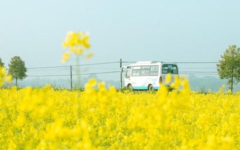 梦见油菜花有什么征兆 梦见油菜花是什么意思