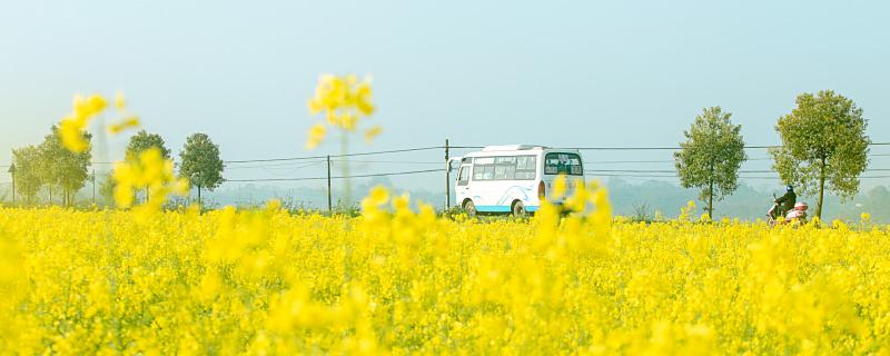 梦见油菜花有什么征兆 梦见油菜花是什么意思