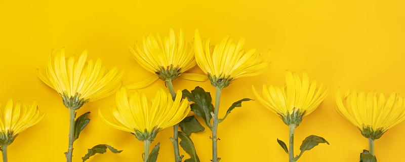 梦到金盏菊是什么意思 梦境中出现金盏菊预示着什么