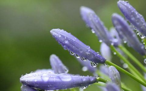 梦到兰花有什么寓意 梦到了兰花是什么意思