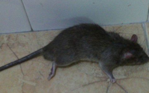 梦见老鼠被打死有什么征兆 梦见打死老鼠是什么意思