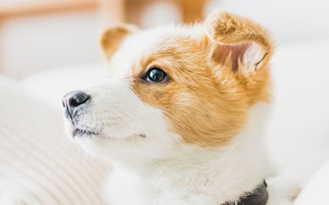 梦见一群狗围着要咬我是什么意思 梦到一群狗围着要咬我有什么预兆