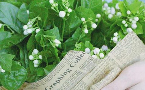 梦到了非常香的茉莉花代表什么 梦到了非常香的茉莉花意味着什么