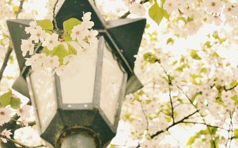 梦见樱花盛开什么意思 梦到樱花盛开预示着什么