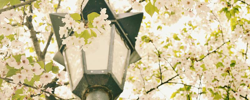 梦见樱花盛开什么意思 梦到樱花盛开预示着什么